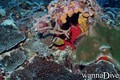 foto de buceo