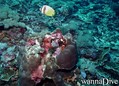 foto de buceo
