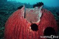 foto de buceo