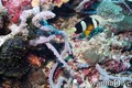 foto de buceo