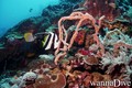 foto de buceo