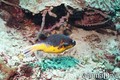 foto de buceo