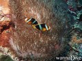 foto de buceo