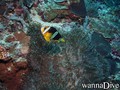 foto de buceo