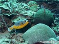 foto de buceo
