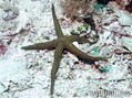 foto de buceo