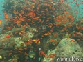 foto de buceo