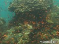 foto de buceo