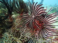 foto de buceo