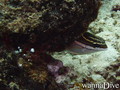 foto de buceo