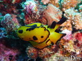 foto de buceo