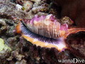 foto de buceo