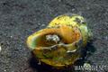 foto de buceo