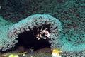 foto de buceo