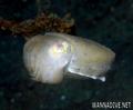 foto de buceo
