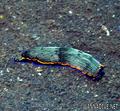 foto de buceo