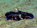 foto de buceo