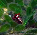 foto de buceo