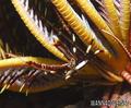 foto de buceo