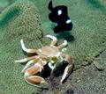 foto de buceo