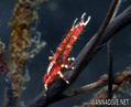 foto de buceo