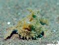 foto de buceo