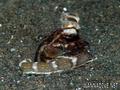 foto de buceo