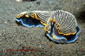 foto de buceo