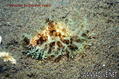 foto de buceo