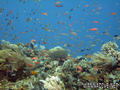 foto de buceo