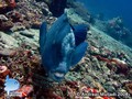 foto de buceo