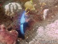 foto de buceo