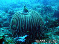 foto de buceo