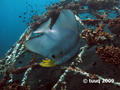 foto de buceo