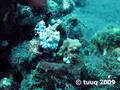 foto de buceo