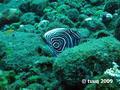 foto de buceo