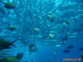 foto de buceo