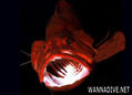 foto de buceo