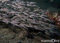 foto de buceo