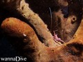 foto de buceo