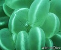 foto de buceo