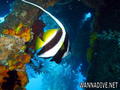 foto de buceo