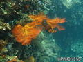 foto de buceo