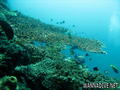 foto de buceo