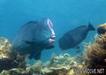 foto de buceo