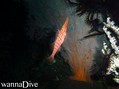 foto de buceo