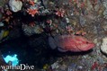 foto de buceo