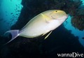 foto de buceo