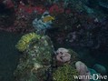 foto de buceo