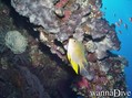 foto de buceo